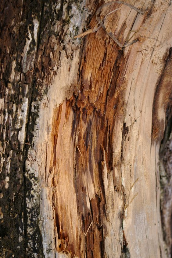 close up of the BASE notes ingredient, CEDARWOOD which is used in the scented candle FIG