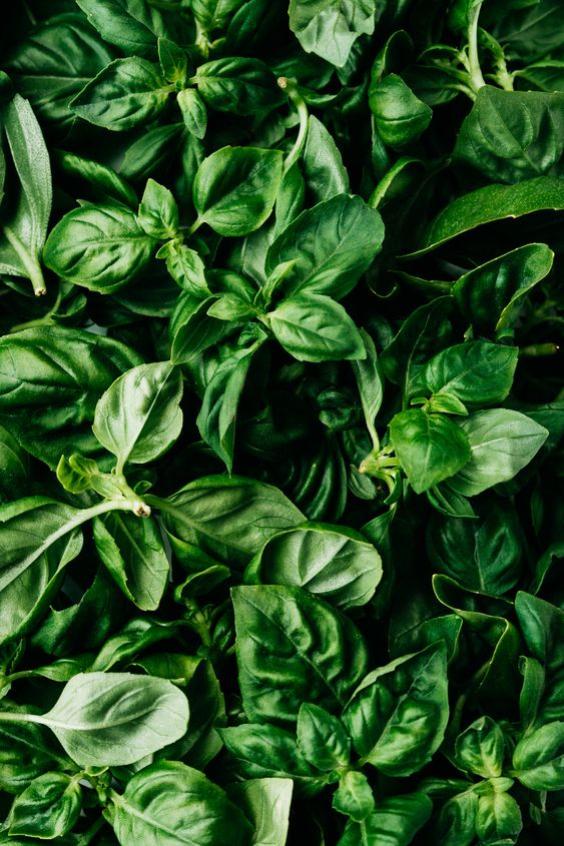 close up of the TOP notes ingredient, BASIL which is used in the scented candle FIG