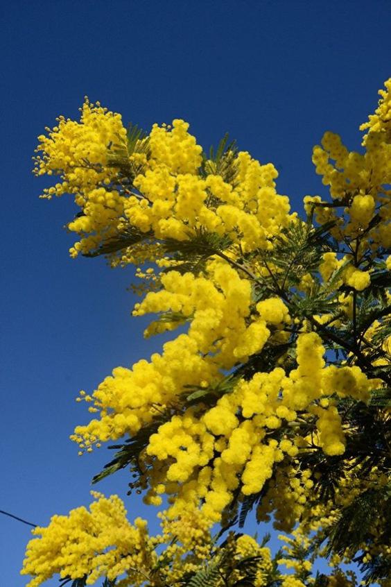 close up of the HEART notes ingredient, MIMOSA which is used in the scented candle MYKONOS