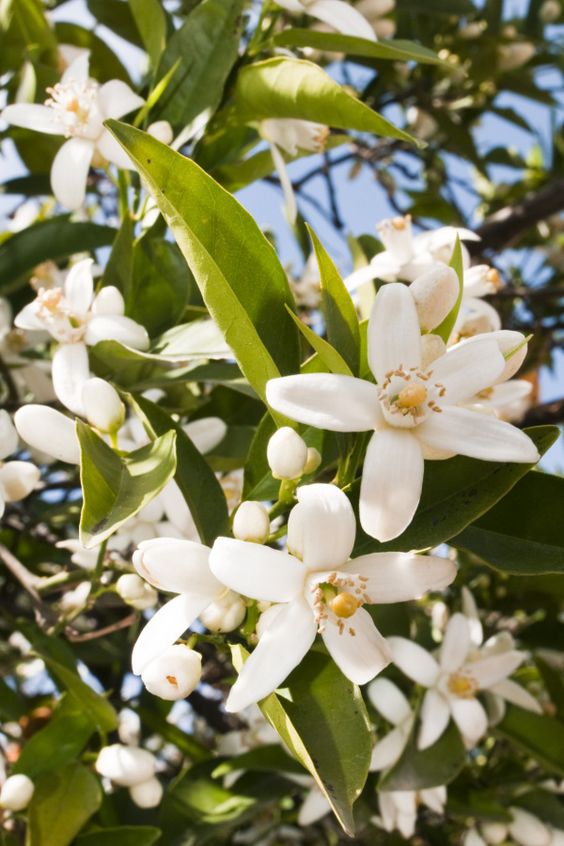 close up of the BASE notes ingredient, NEROLI which is used in the scented candle MYKONOS